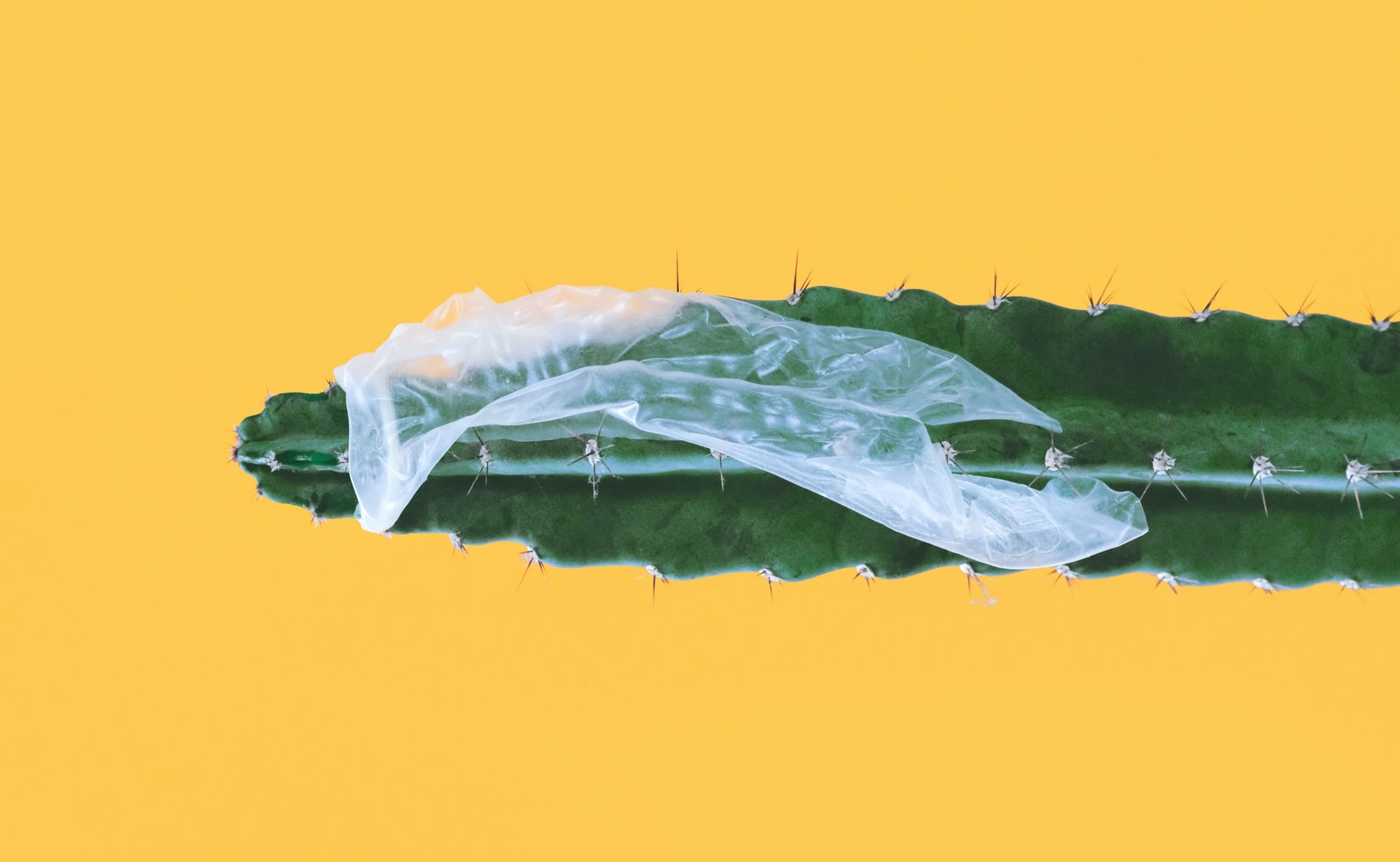 Preservativo rotto incastrato su un cactus